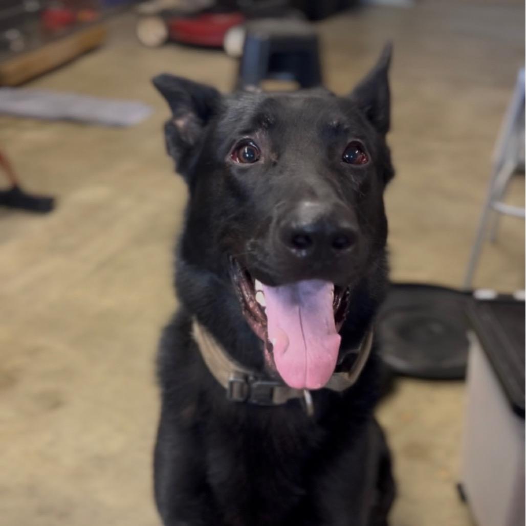 Achilles, a Adoptable German Shepherd Dog in Marysville, OH image 4/6