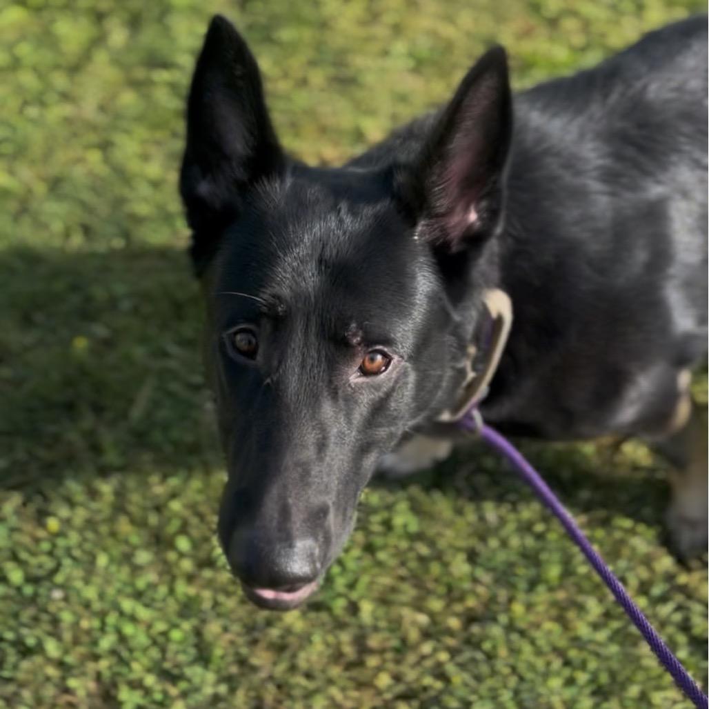 Achilles, a Adoptable German Shepherd Dog in Marysville, OH image 5/6