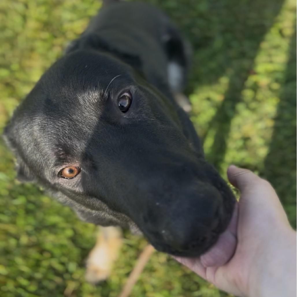 Achilles, a Adoptable German Shepherd Dog in Marysville, OH image 6/6