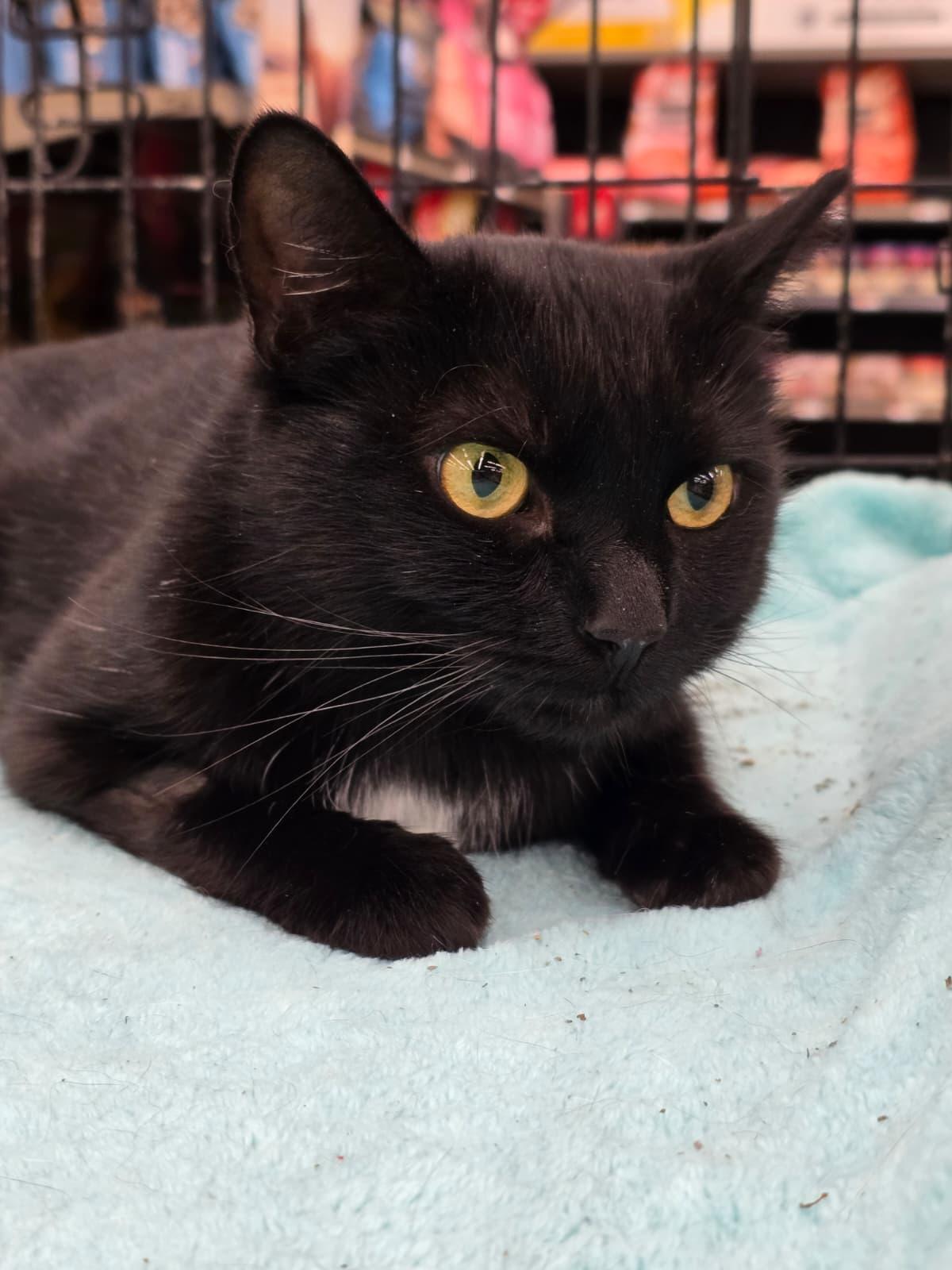Enlarge Ravenna, an adopted Domestic Short Hair in Nottingham, MD image 4/4