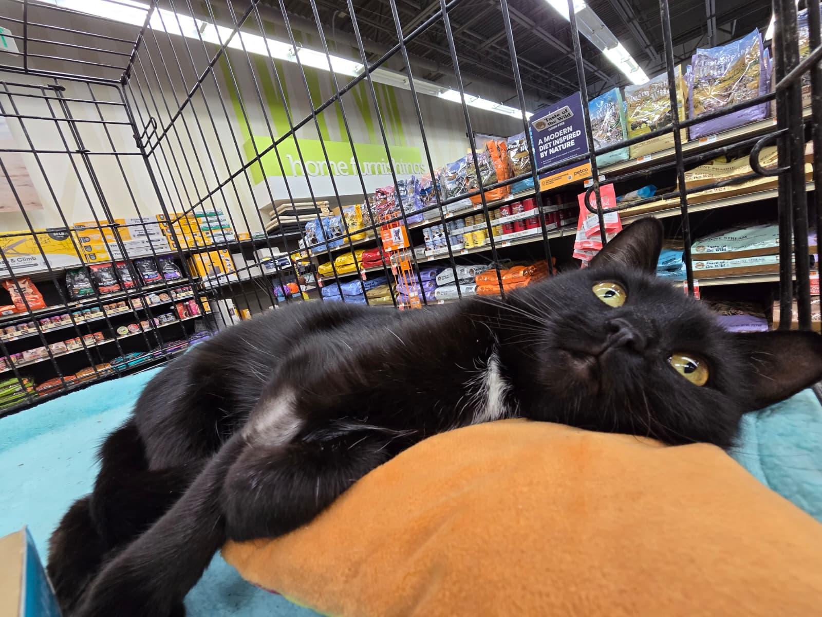 Enlarge Ravenna, an adopted Domestic Short Hair in Nottingham, MD image 3/4