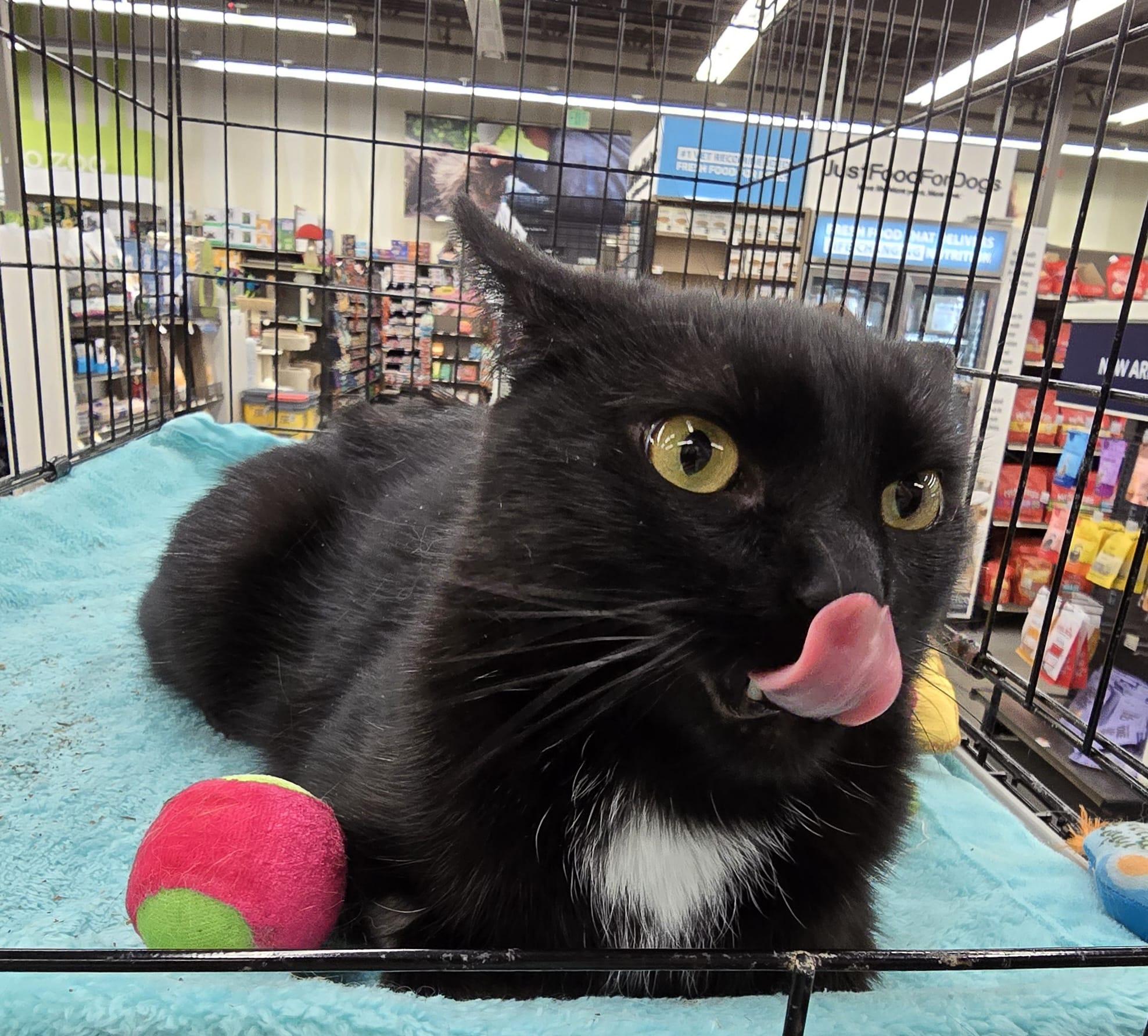 Ravenna, adopted, Adult Female Domestic Short Hair.