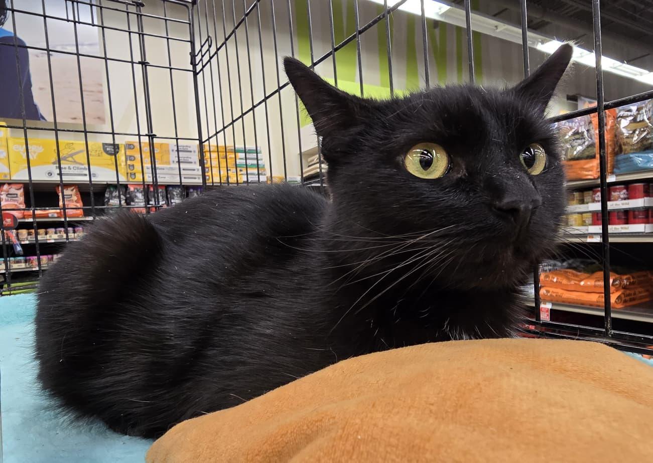 Enlarge Ravenna, an adopted Domestic Short Hair in Nottingham, MD image 2/4