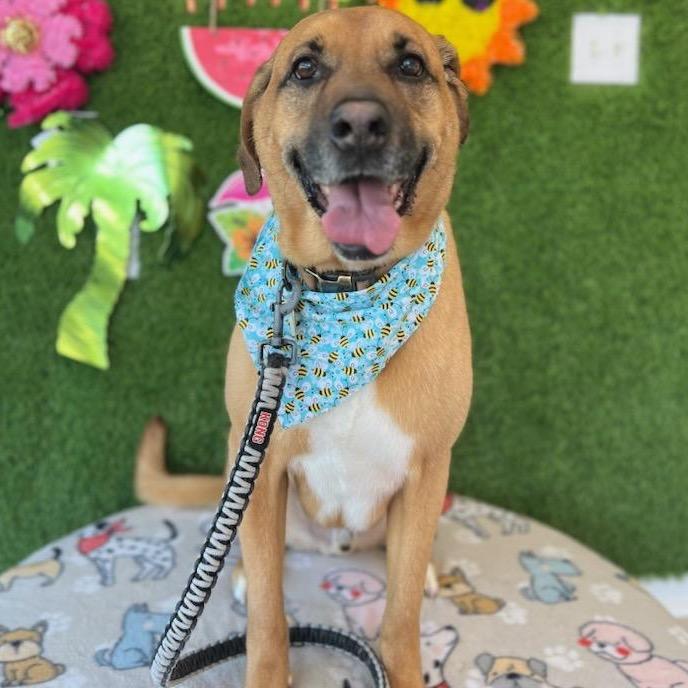 Goose, Adoptable, Senior Male Rhodesian Ridgeback & Labrador Retriever.