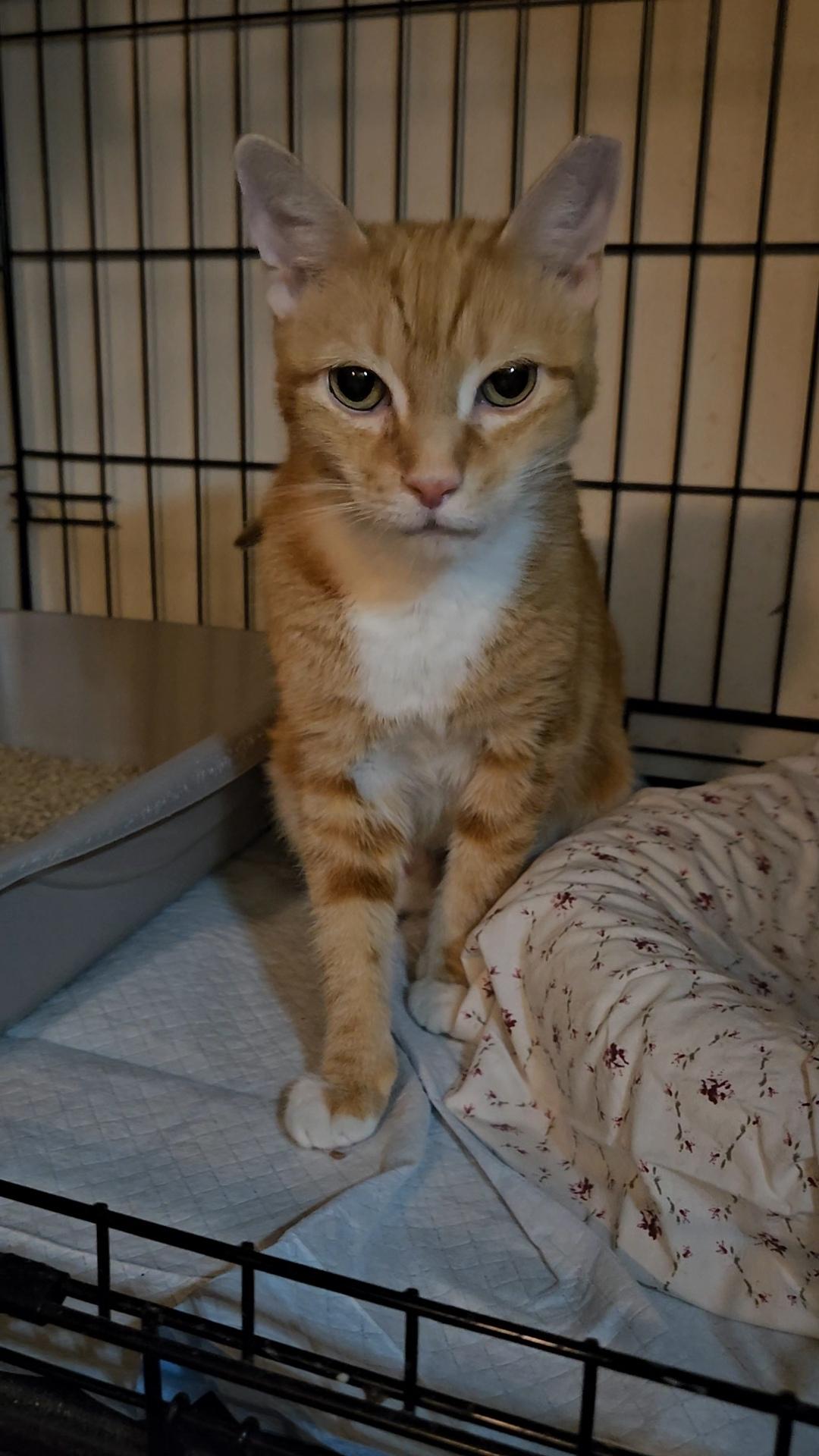 SAHARA N - Stunning and Sweet