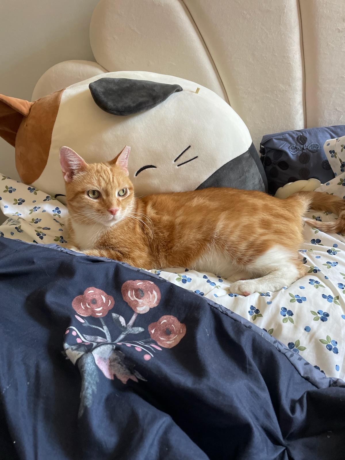 SAHARA N - Stunning and Sweet