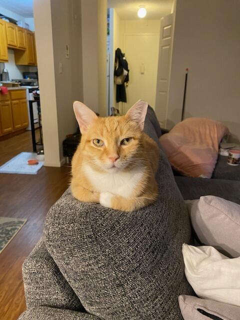 SAHARA N - Stunning and Sweet