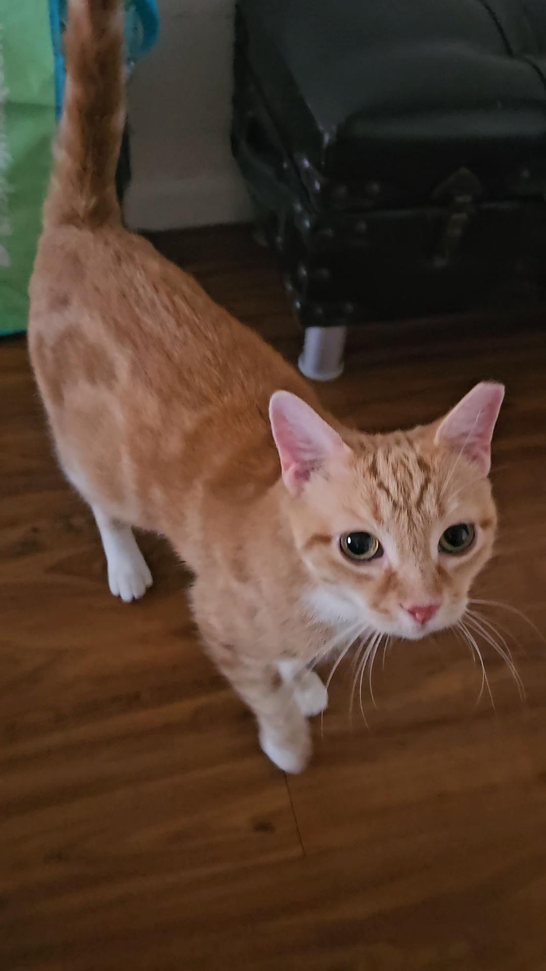 SAHARA N - Stunning and Sweet