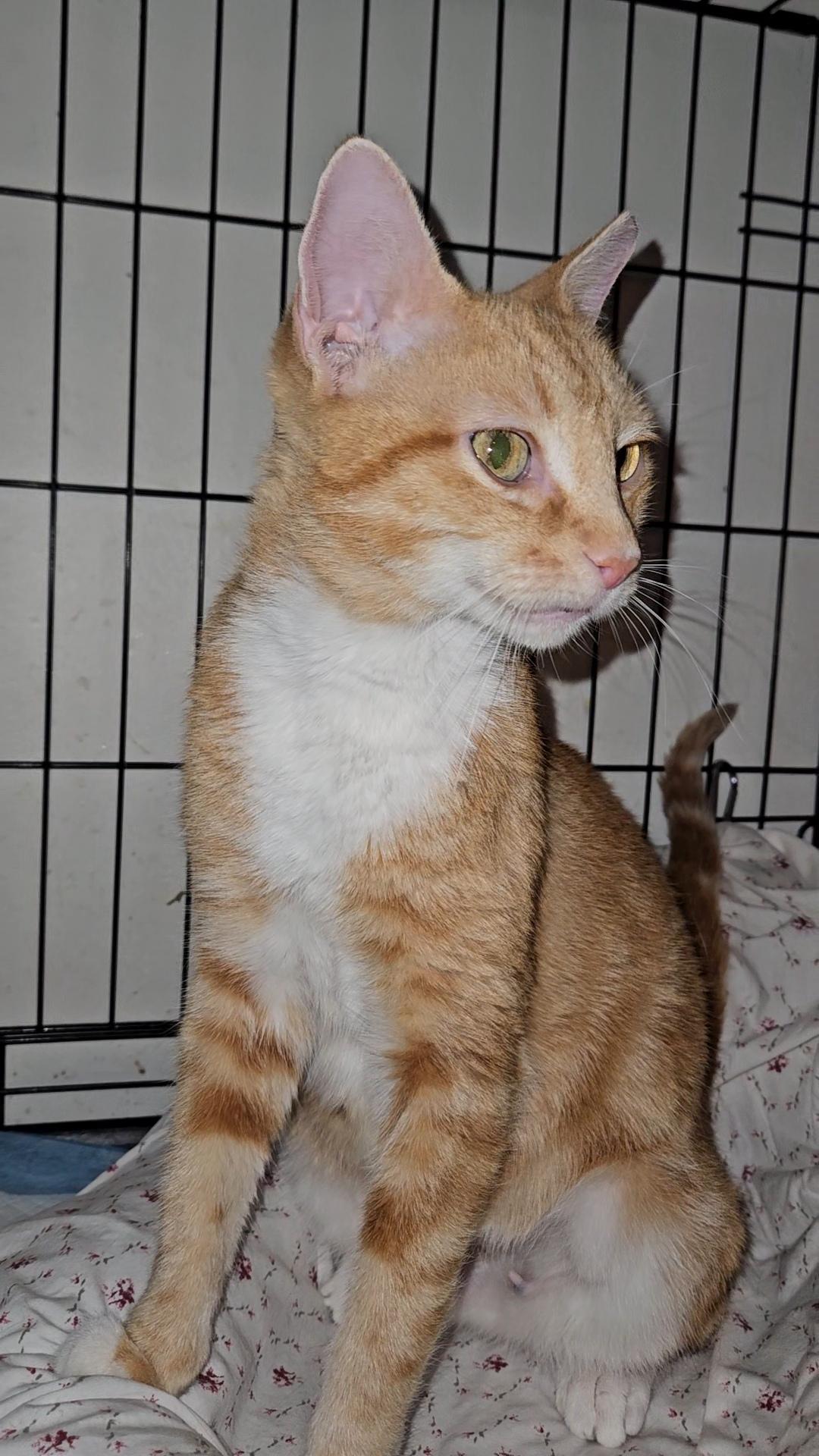 SAHARA N - Stunning and Sweet