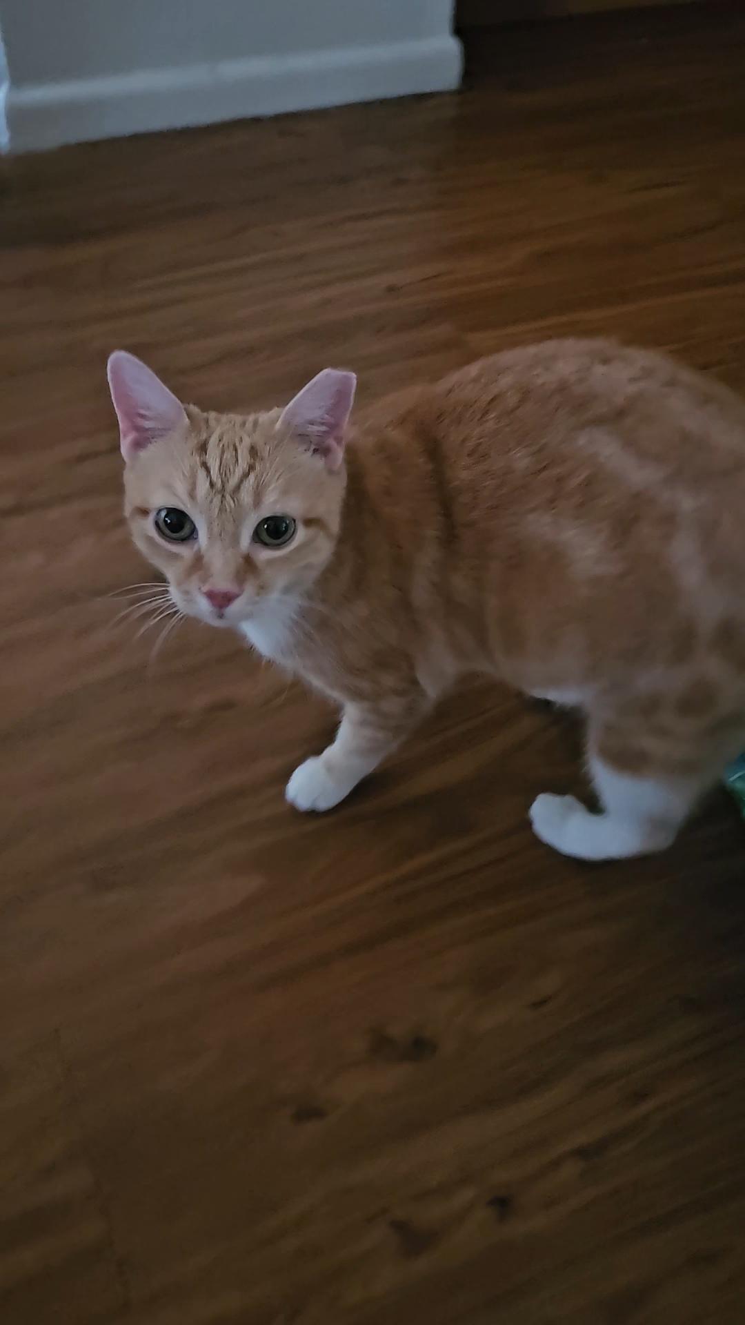 SAHARA N - Stunning and Sweet