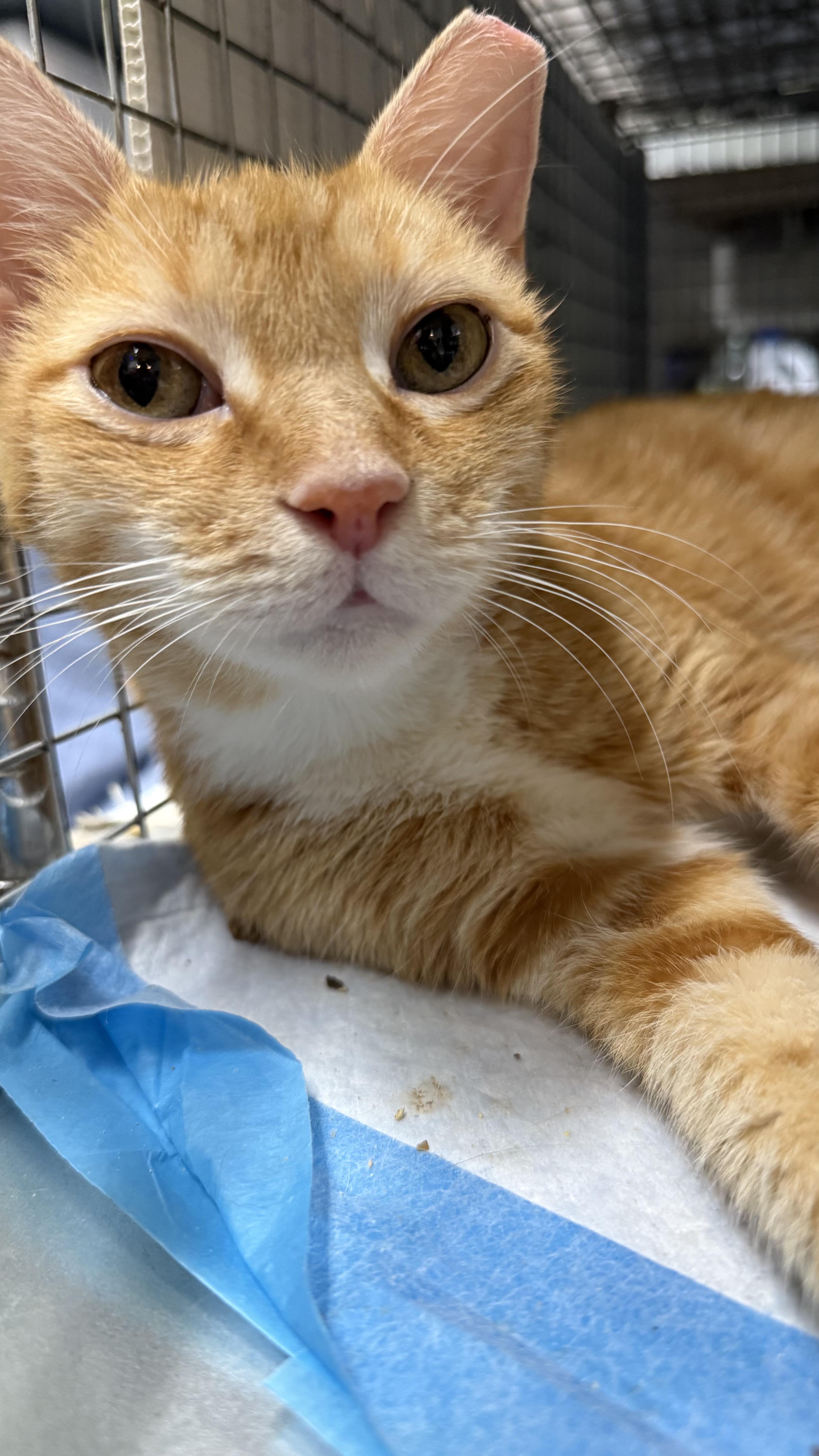 SAHARA N - Stunning and Sweet