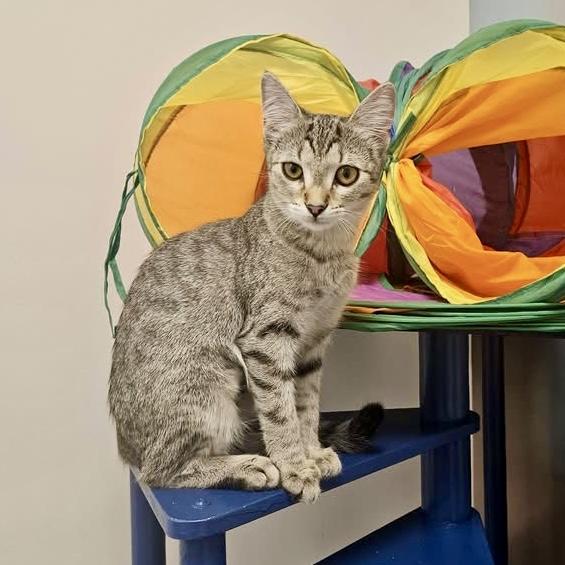 Wave Pool, a ADOPTABLE Domestic Short Hair in Apex, NC image 3/5