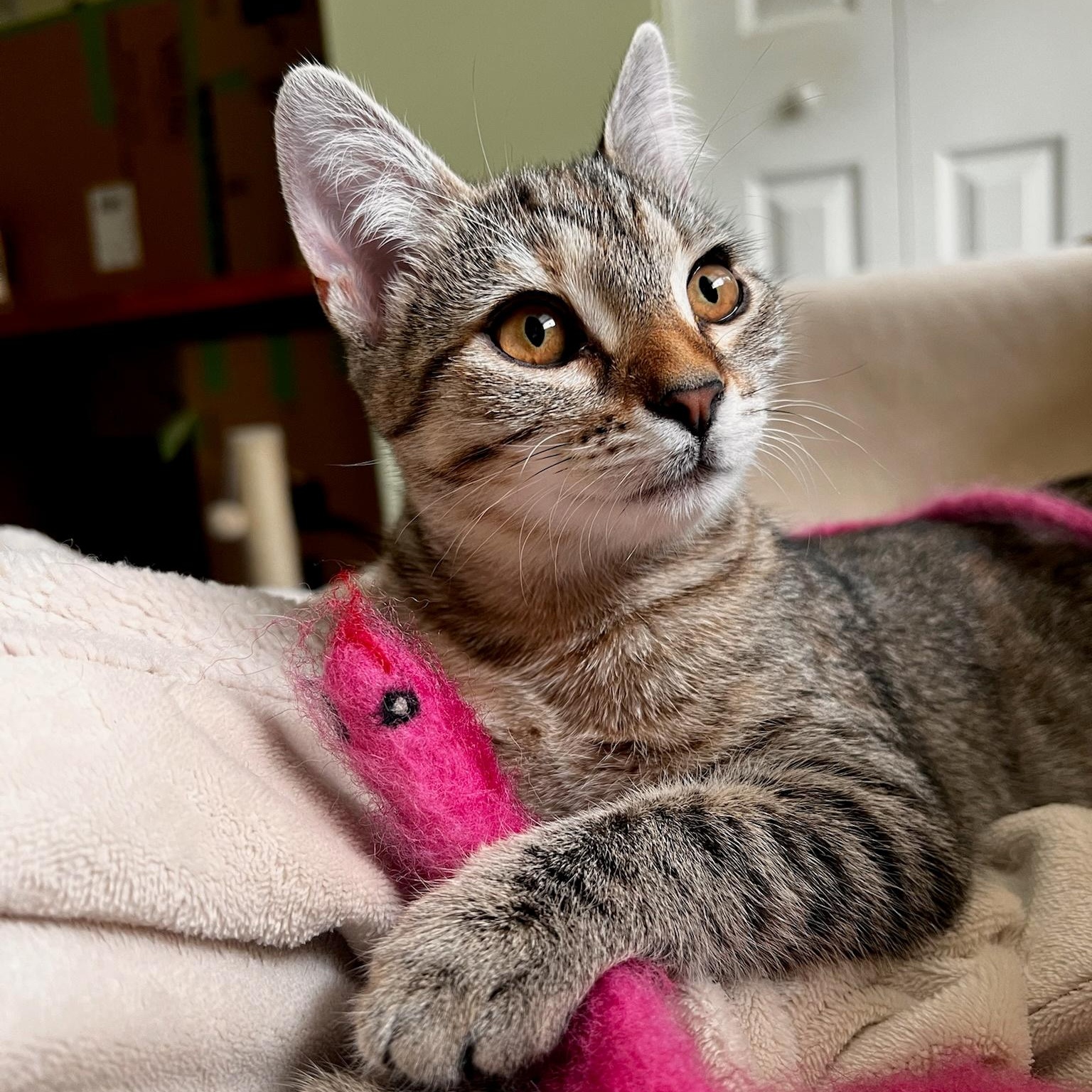 Wave Pool, a ADOPTABLE Domestic Short Hair in Apex, NC image 2/5