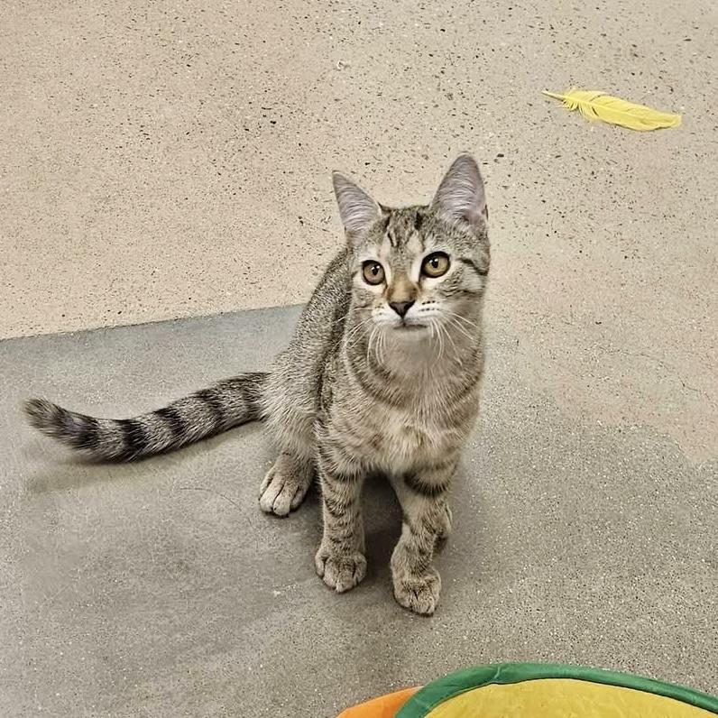 Wave Pool, a ADOPTABLE Domestic Short Hair in Apex, NC image 5/5