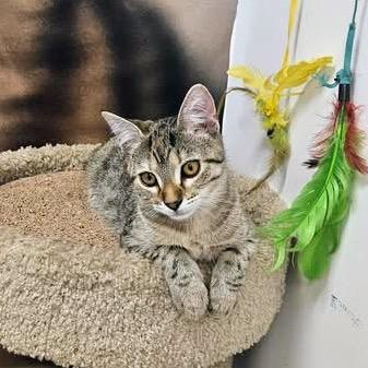 Wave Pool, a ADOPTABLE Domestic Short Hair in Apex, NC image 4/5