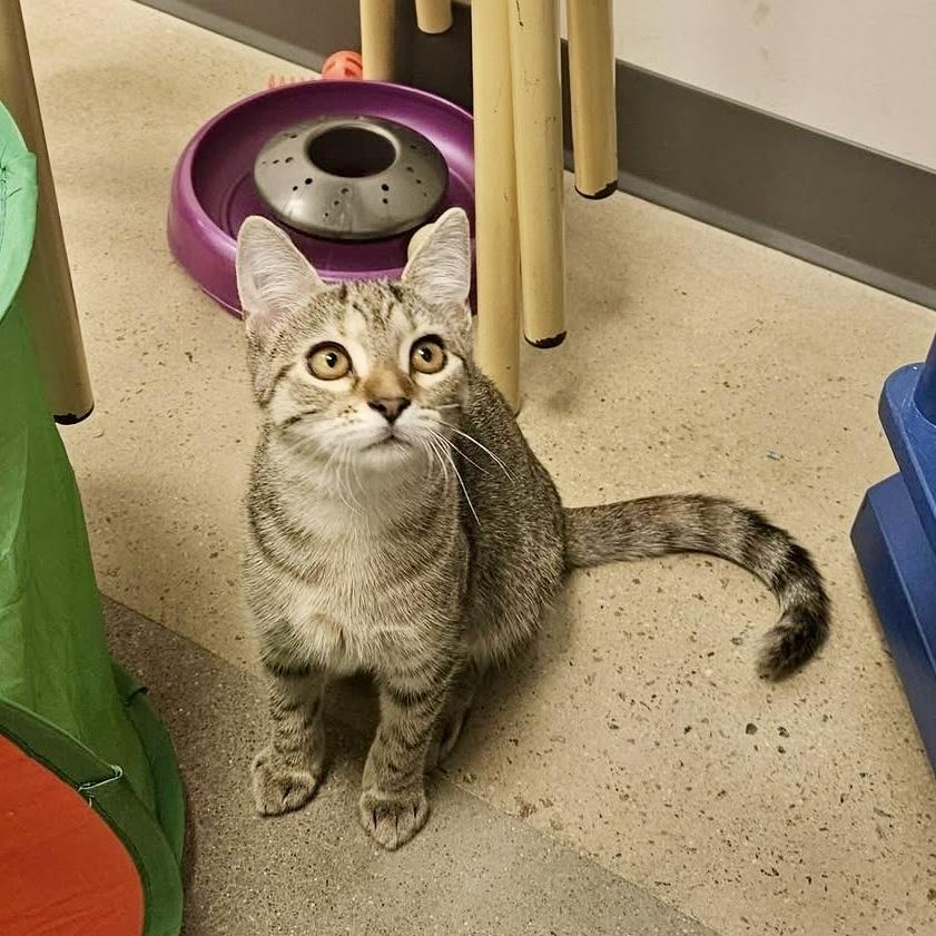Wave Pool, ADOPTABLE, Kitten Female Domestic Short Hair.