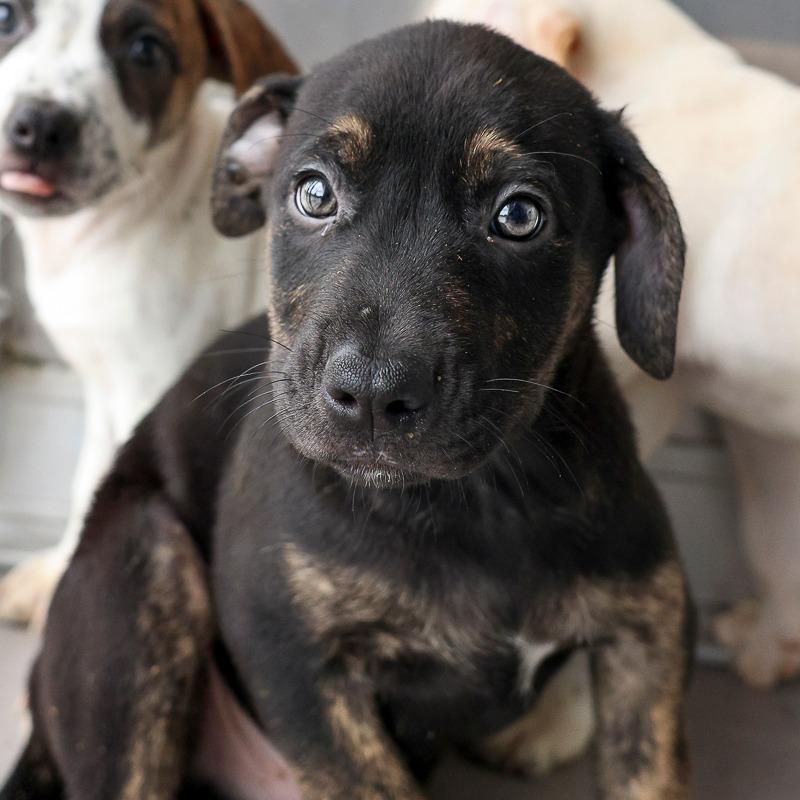 Enlarge Playdough, a Adoptable Mixed Breed in Bradenton, FL image 1/1