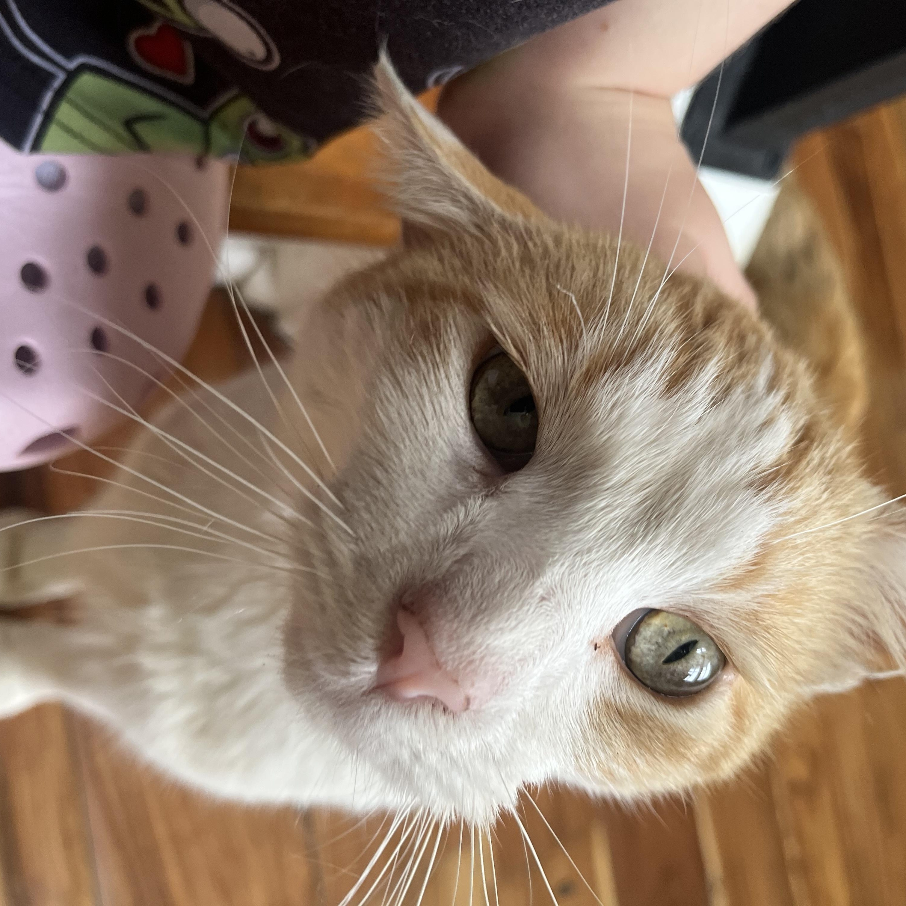 Enlarge Terrence, a ADOPTABLE Domestic Short Hair in Memphis, TN image 1/3