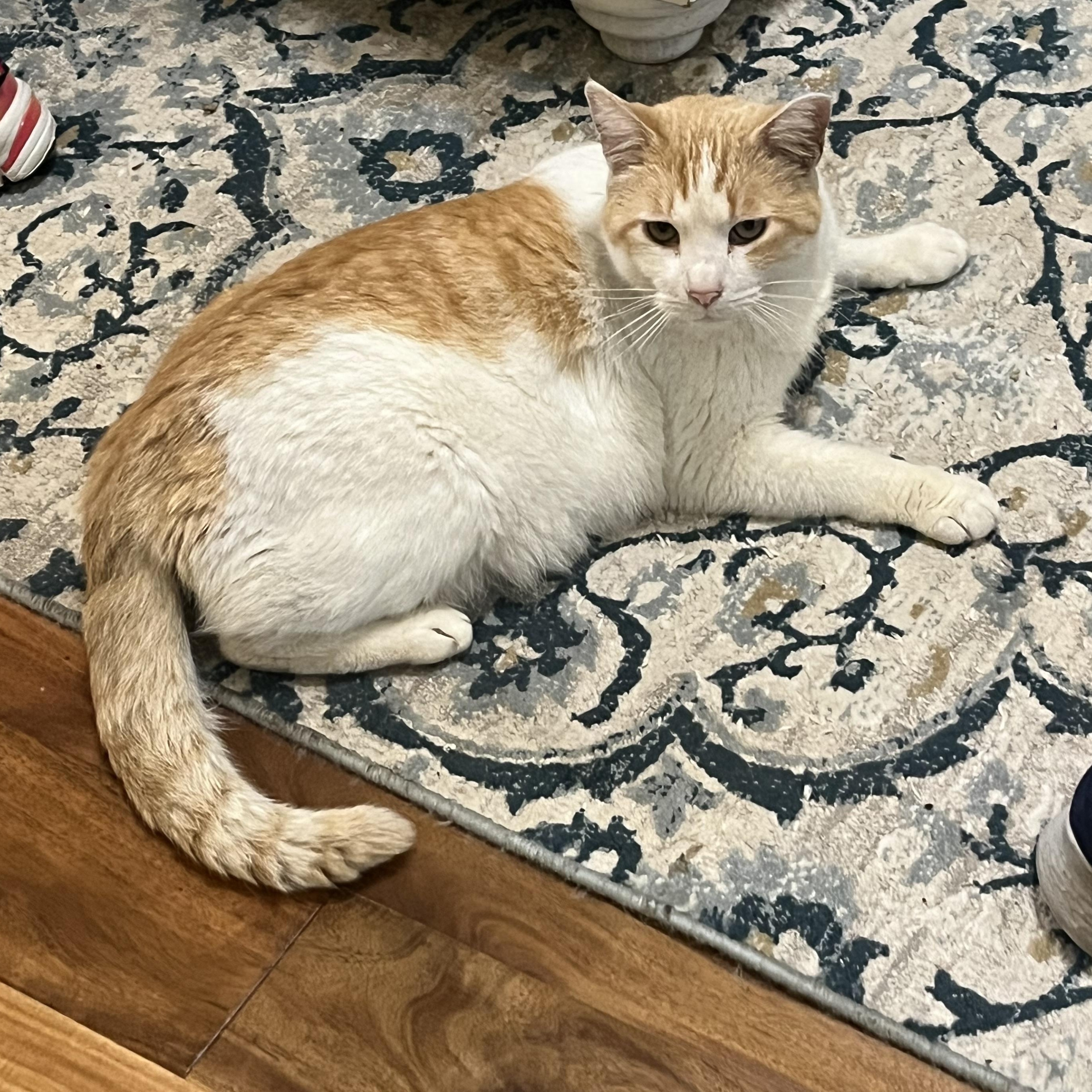 Enlarge Terrence, a ADOPTABLE Domestic Short Hair in Memphis, TN image 3/3