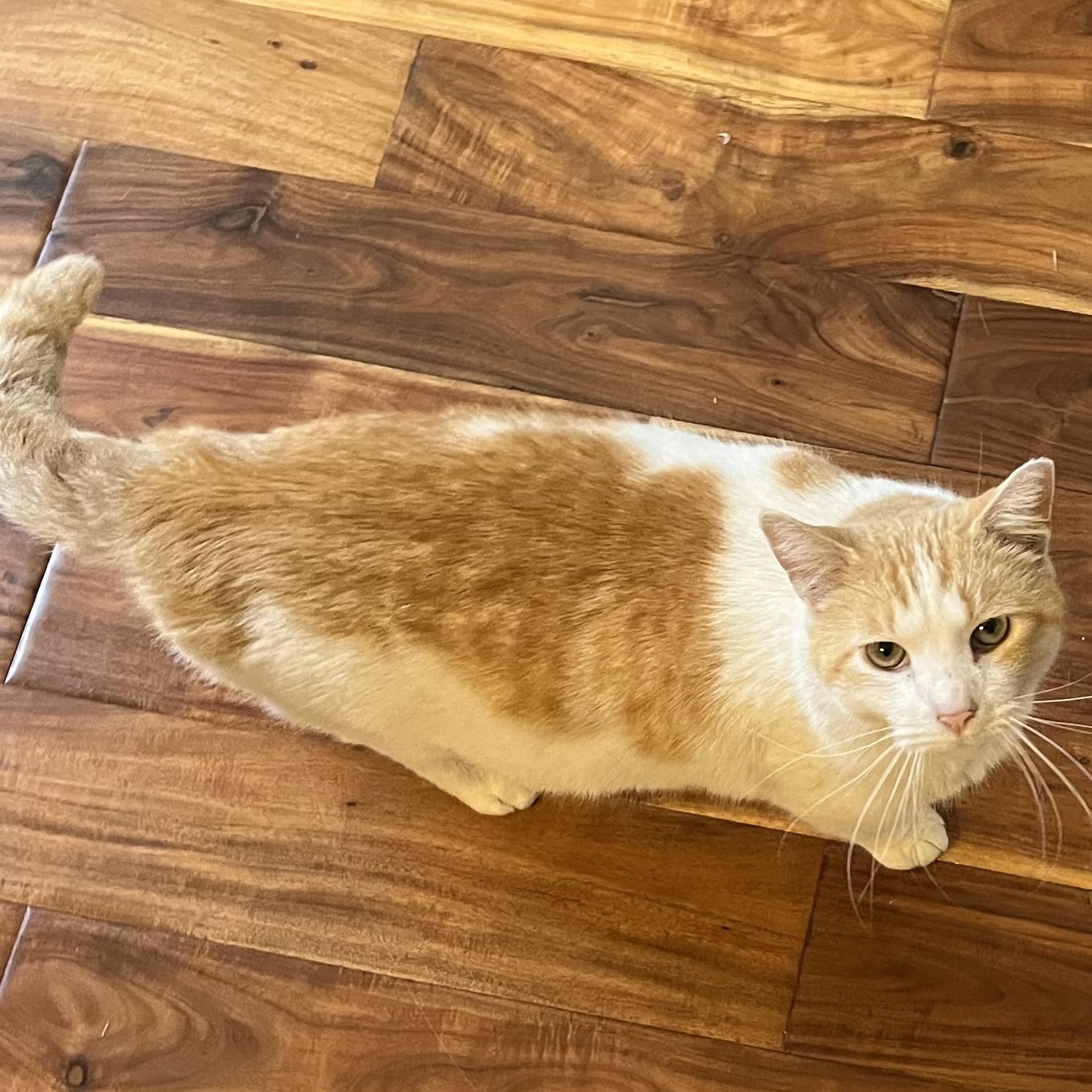 Enlarge Terrence, a ADOPTABLE Domestic Short Hair in Memphis, TN image 2/3