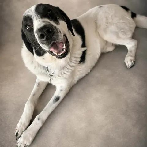Spartacus, Adoptable, Adult Male Great Pyrenees.