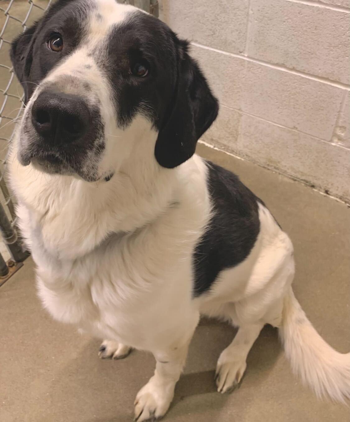 Spartacus, a Adoptable mixed breed in Brooks, AB image 2/2