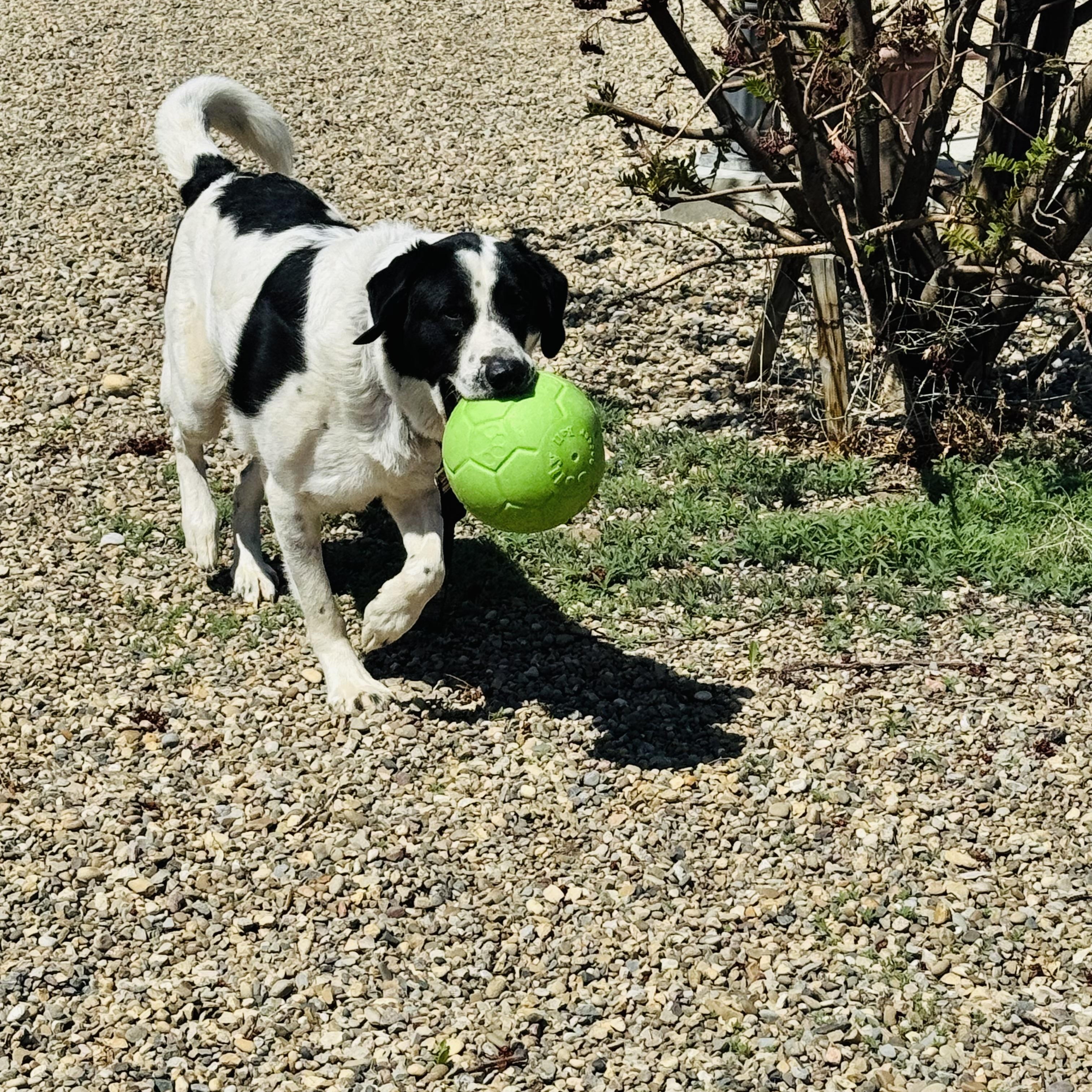 Enlarge Spartacus, a Adoptable mixed breed in Brooks, AB image 3/3