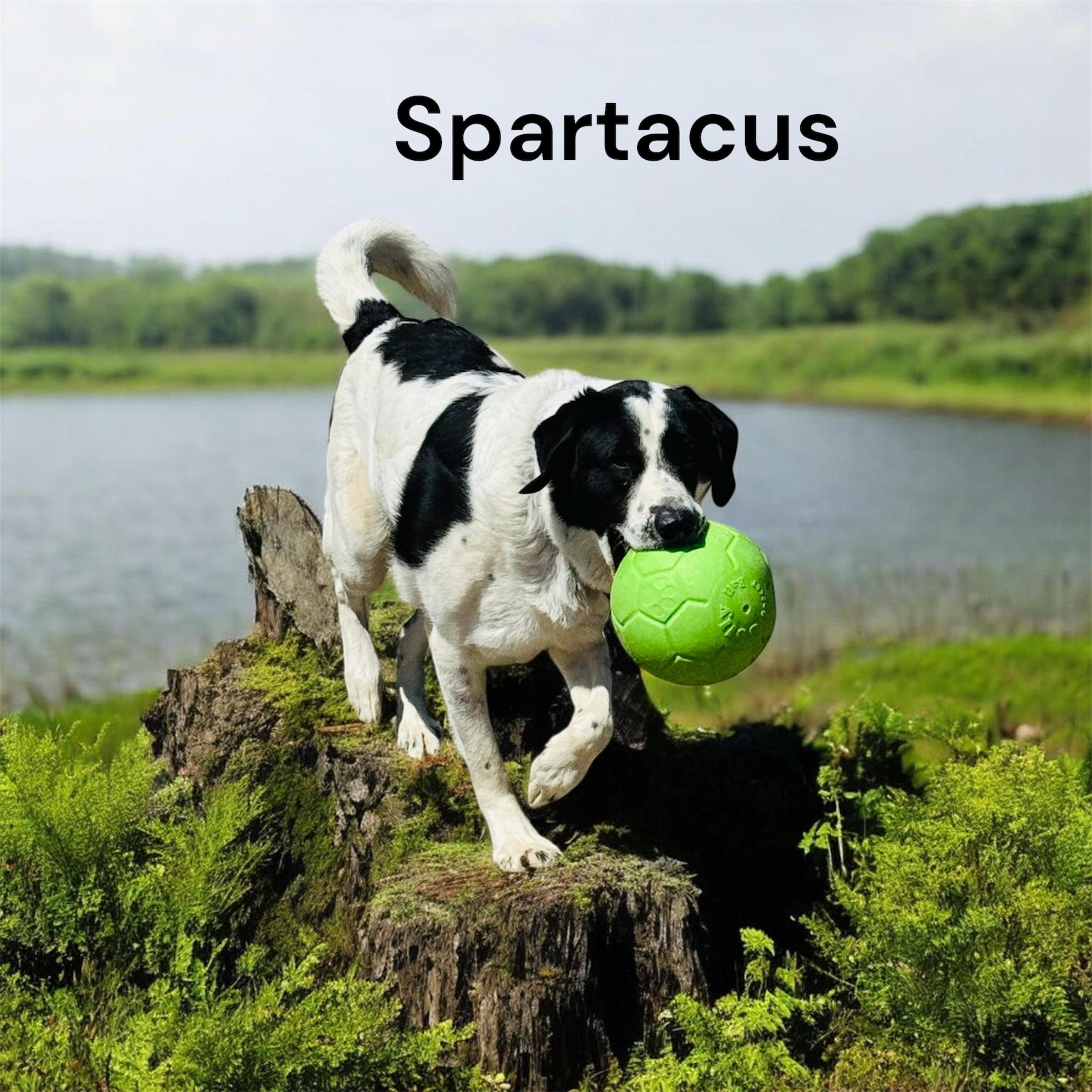 Enlarge Spartacus, a Adoptable mixed breed in Brooks, AB image 2/3