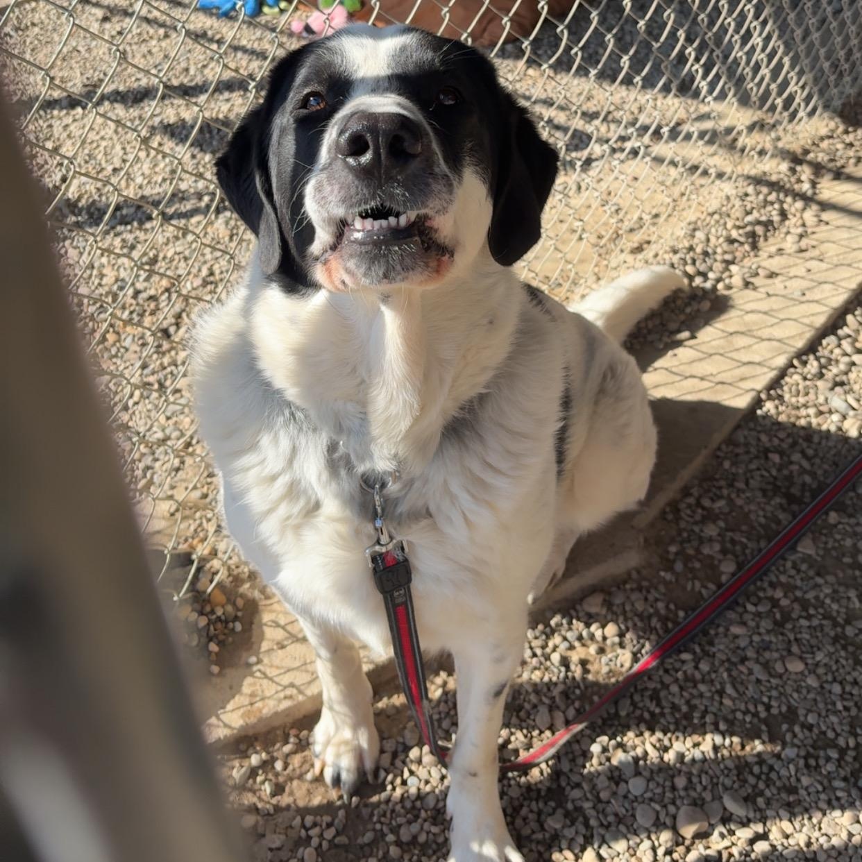 Spartacus, Adoptable, Adult Male Great Pyrenees.