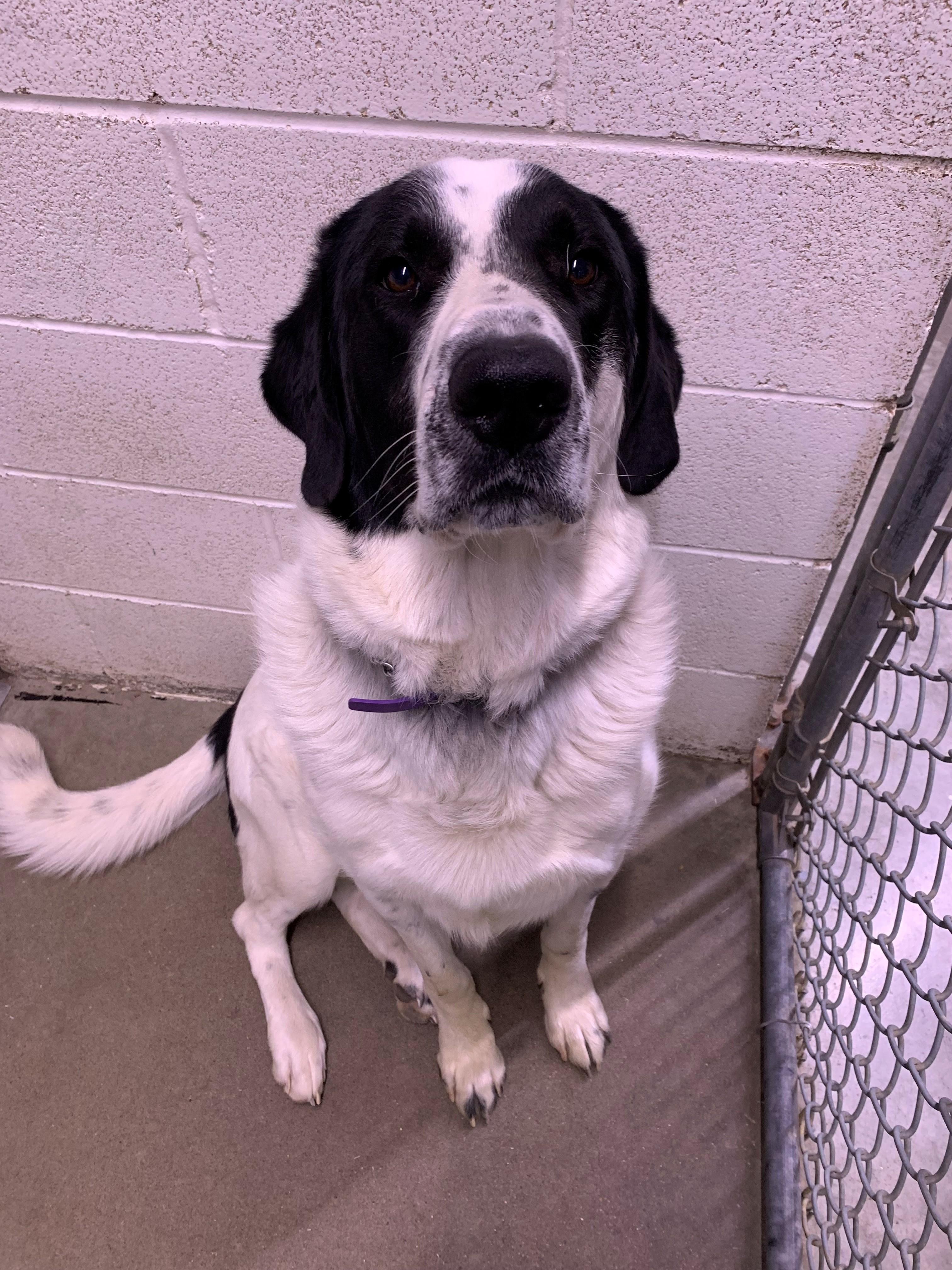 Spartacus, an adoptable Great Pyrenees in Brooks, AB, T1R 1B2 | Photo Image 1