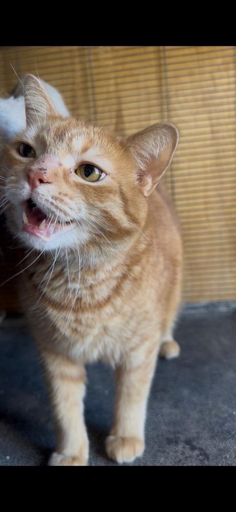 Simba, Adoptable, Adult Male Domestic Short Hair.