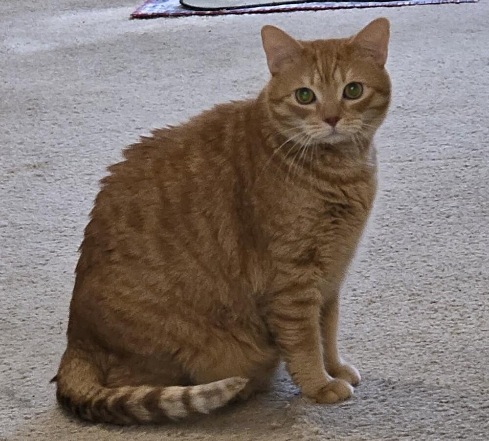 Enlarge Simba, a Adoptable Domestic Short Hair in Thatcher, AZ image 2/2