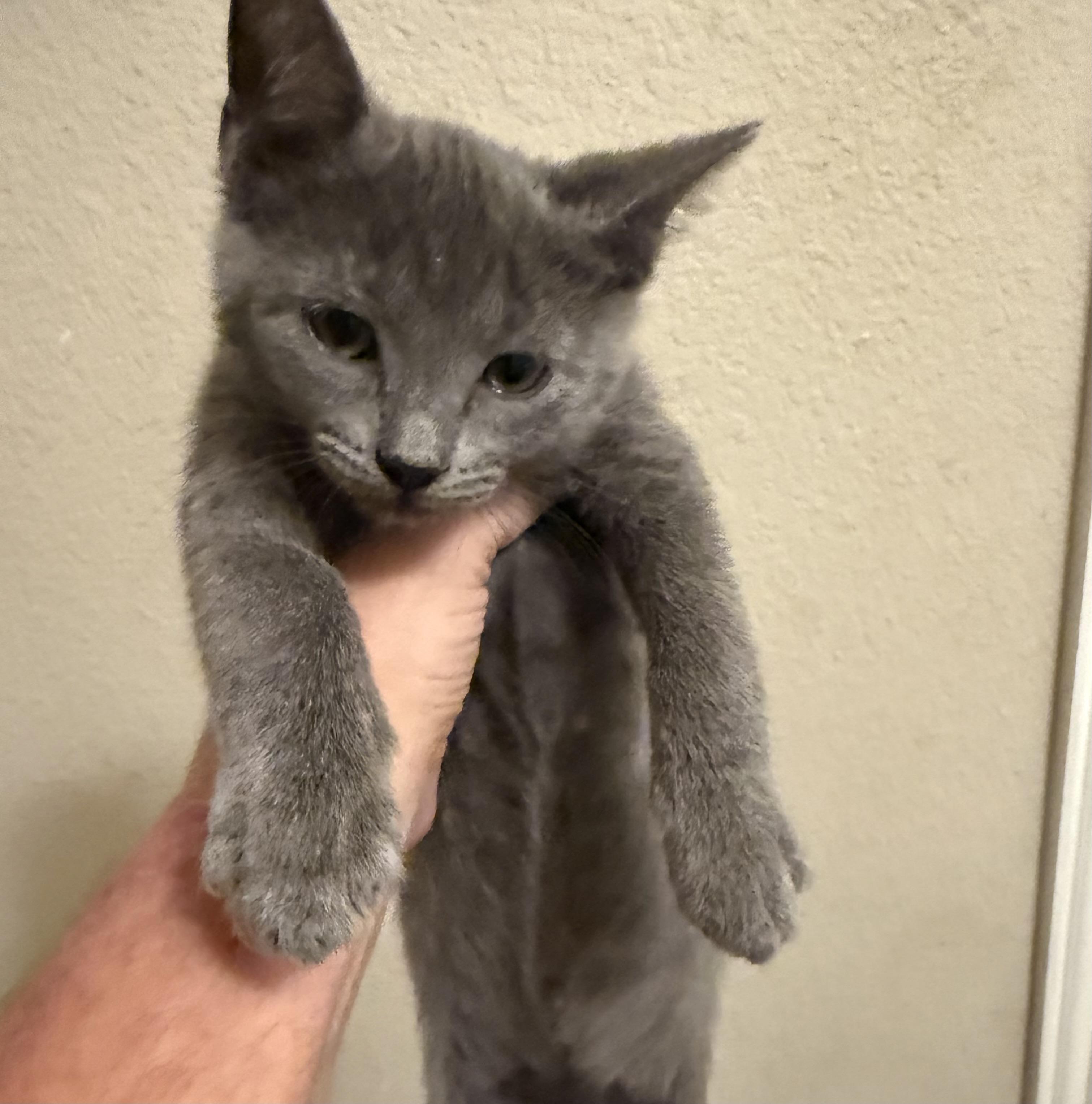 Pebble, Adopted, Kitten Male Domestic Short Hair & Russian Blue.