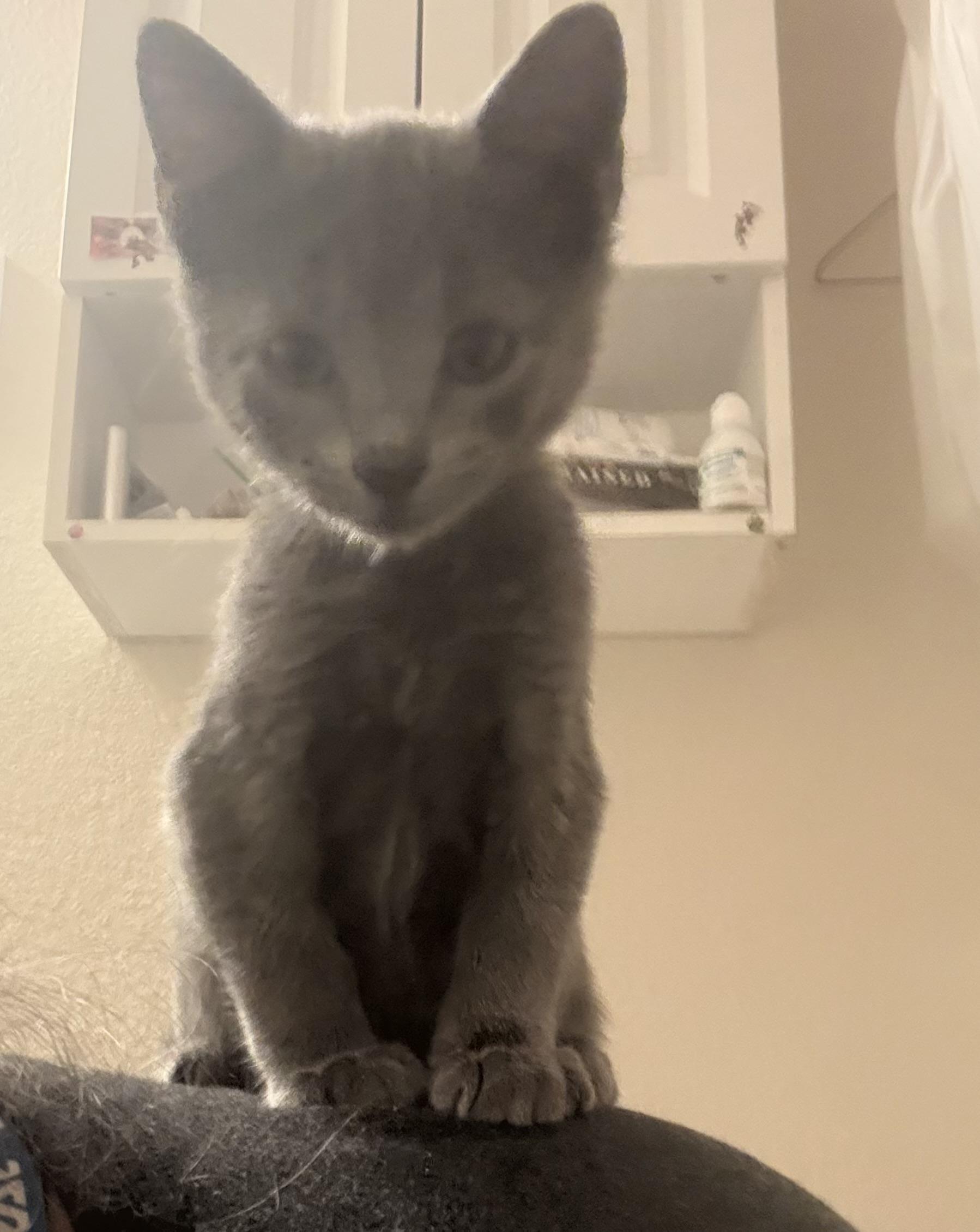 Enlarge Pebble, a Adopted mixed breed in Anna, TX image 4/5