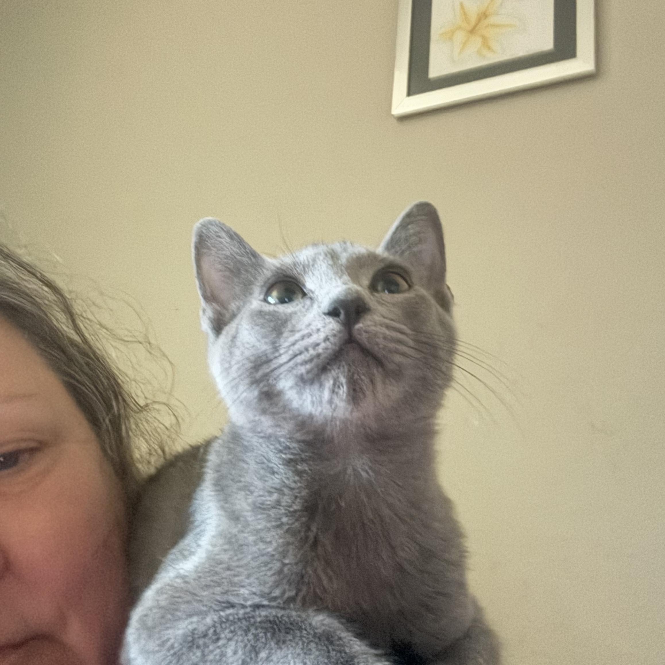 Enlarge Pebble, a Adopted mixed breed in Anna, TX image 2/5