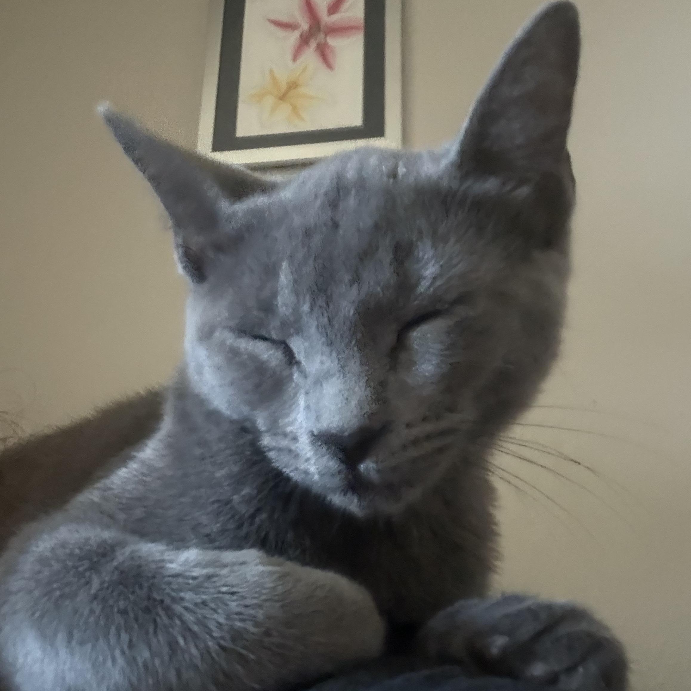 Enlarge Pebble, a Adopted mixed breed in Anna, TX image 3/5