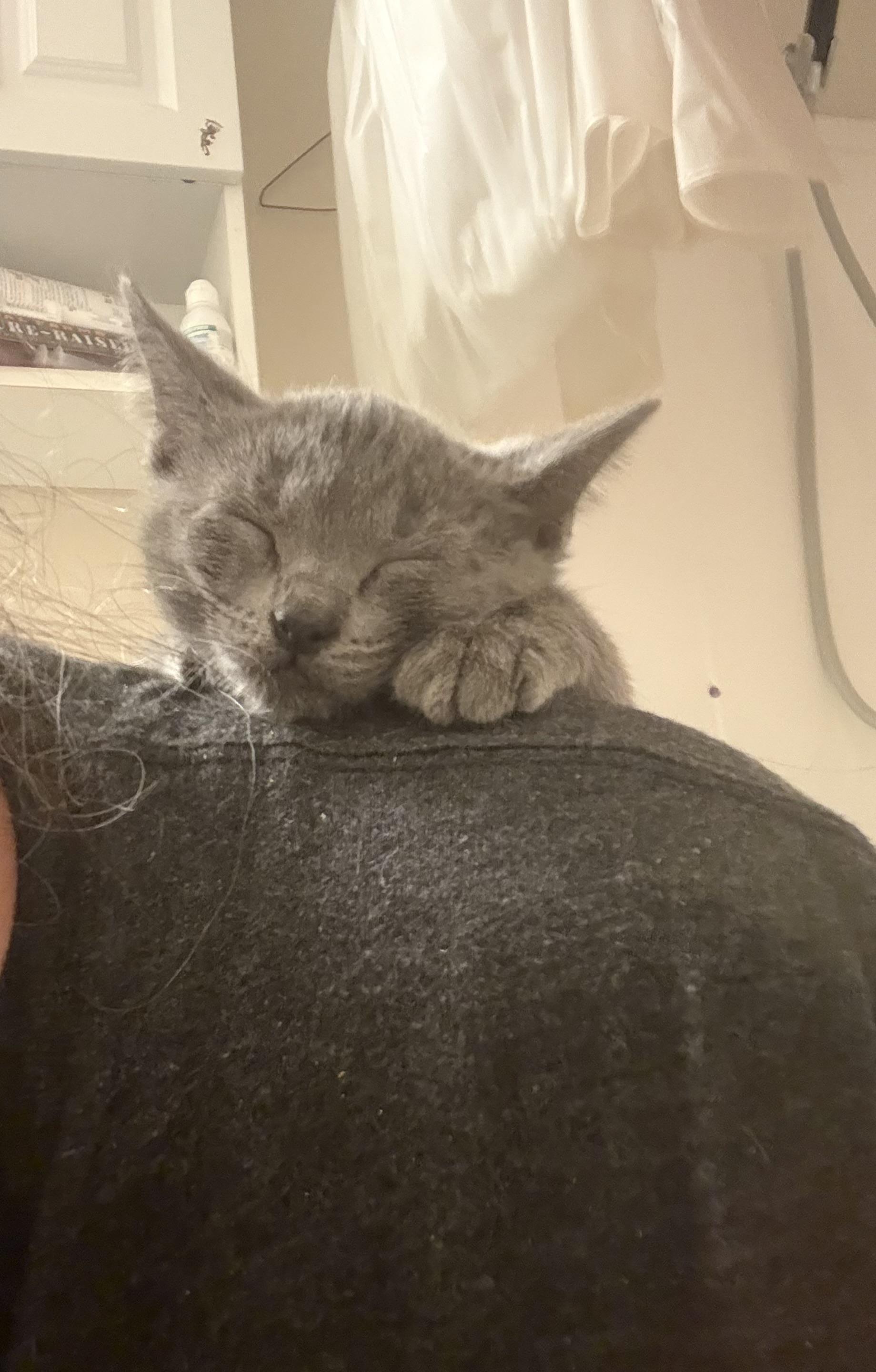 Enlarge Pebble, a Adopted mixed breed in Anna, TX image 5/5