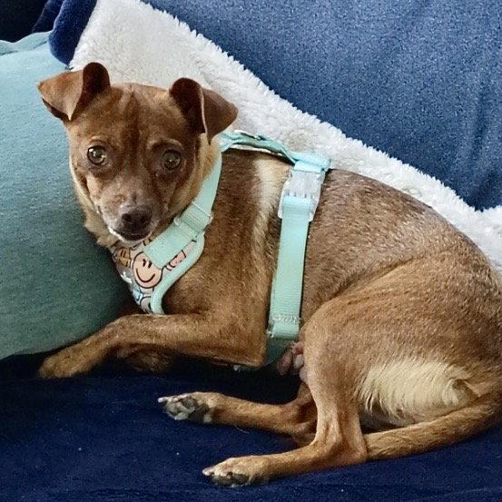 Roxy, Adoptable, Adult Female Chihuahua.