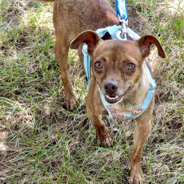 Roxy, a Adoptable Chihuahua in Durham, NC image 2/3