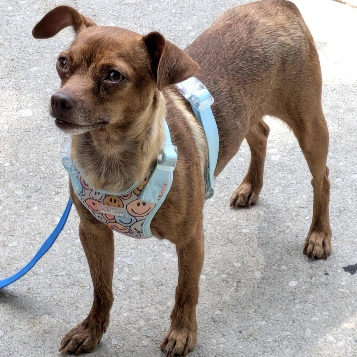 Roxy, a Adoptable Chihuahua in Durham, NC image 3/3