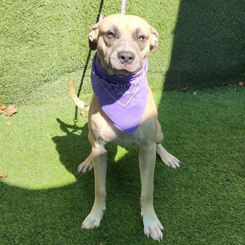 Winston — thumbnail 4