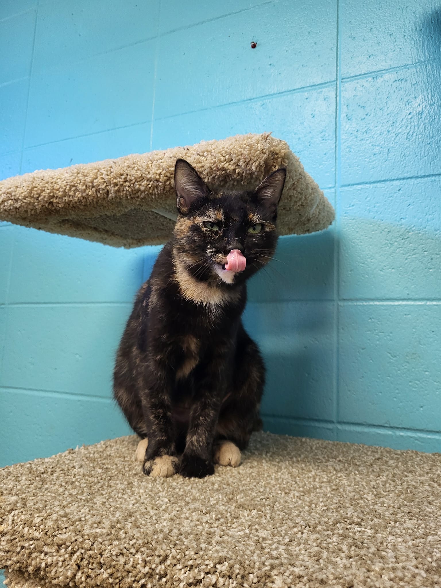 Cat for adoption Sushi, a Domestic Short Hair in Chilton, WI Petfinder