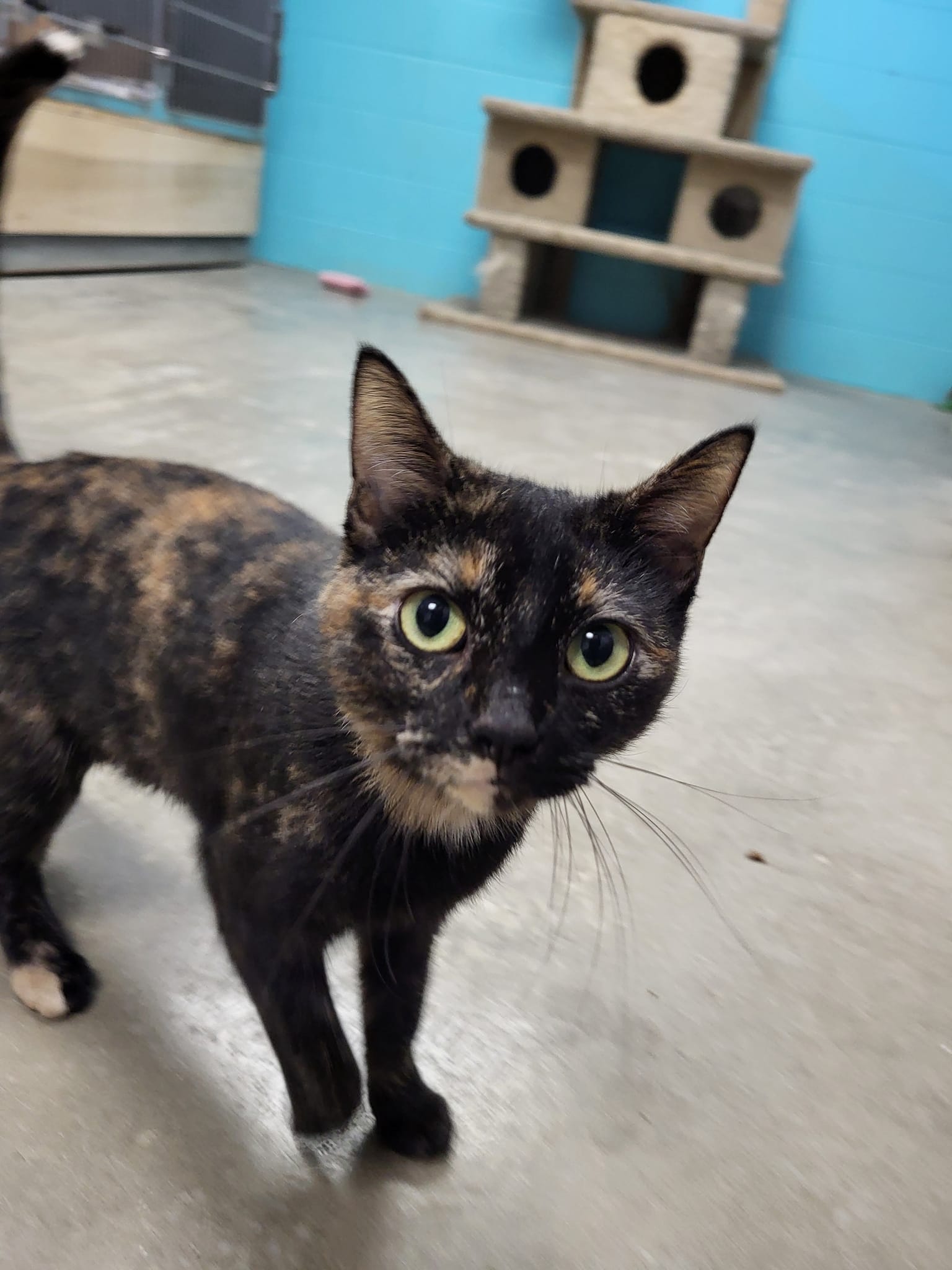 Cat for adoption Sushi, a Domestic Short Hair in Chilton, WI Petfinder