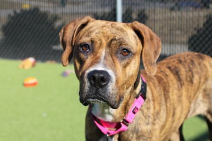 Nellie, a Adoptable mixed breed in Kansas City, MO image 1/3
