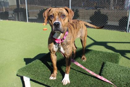 Nellie, Adoptable, Adult Female Pit Bull Terrier & Mixed Breed.