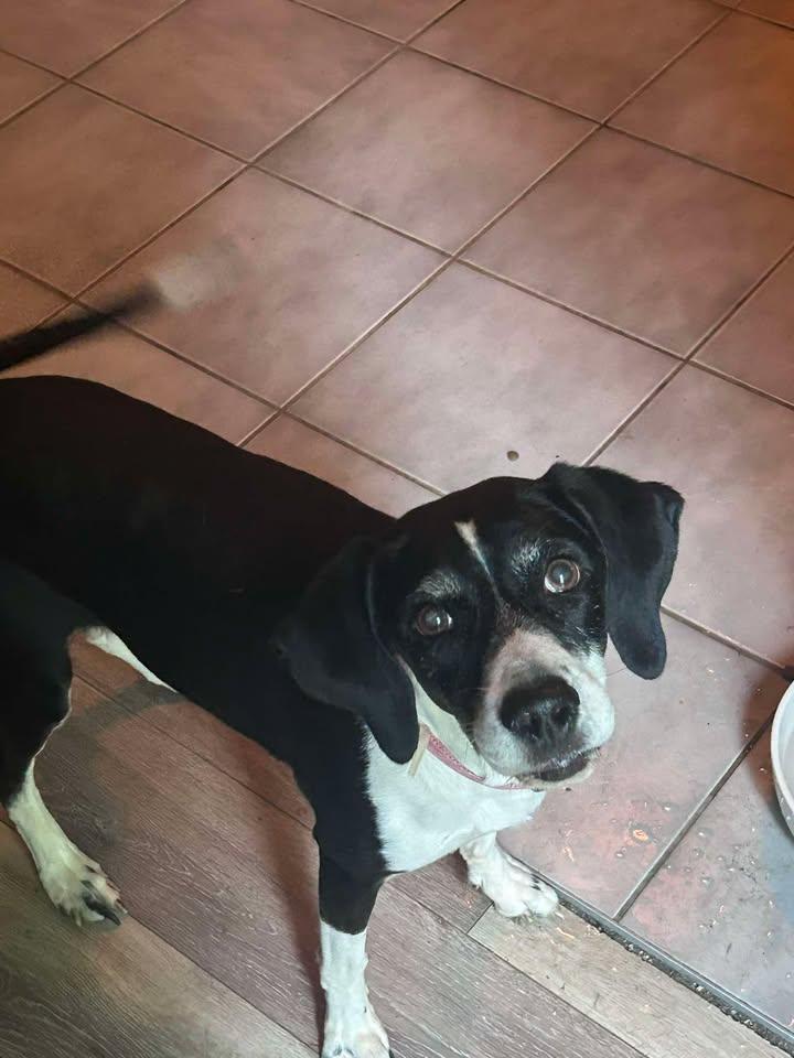 Hope, Adoptable, Adult Female Beagle.