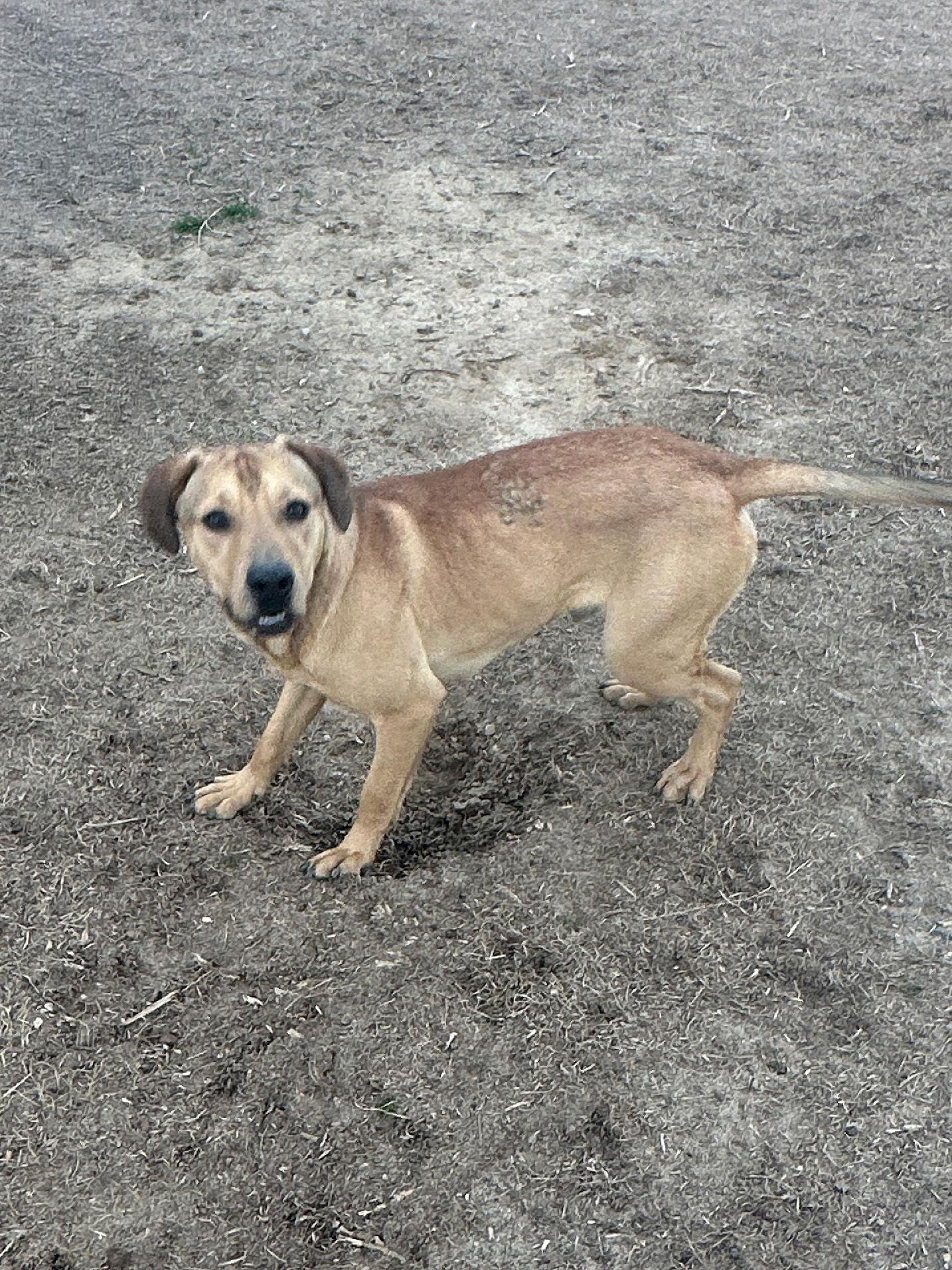 Rocky, Adoptable, Puppy Male Hound.