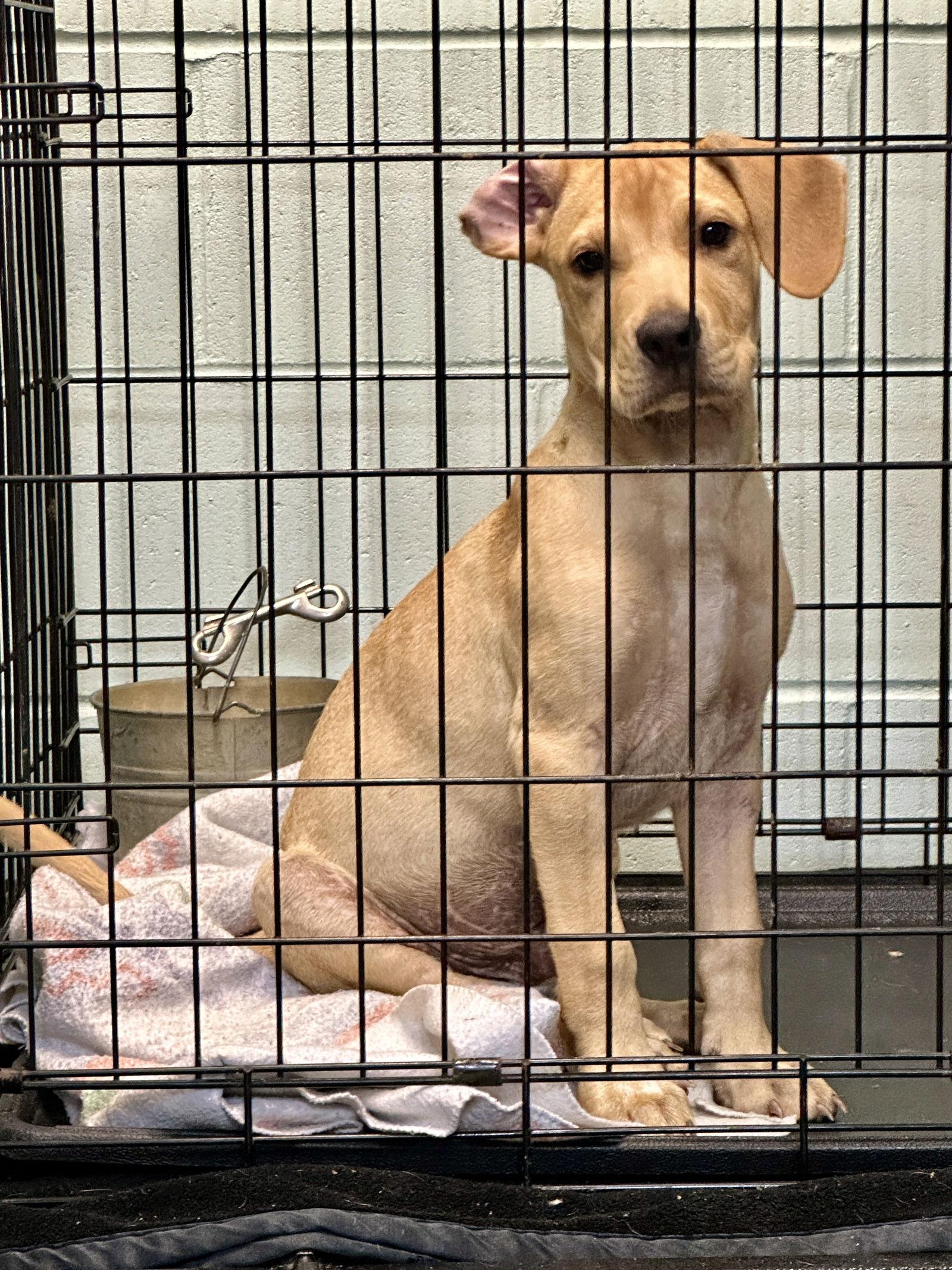 Rocky, Adoptable, Puppy Male Hound.