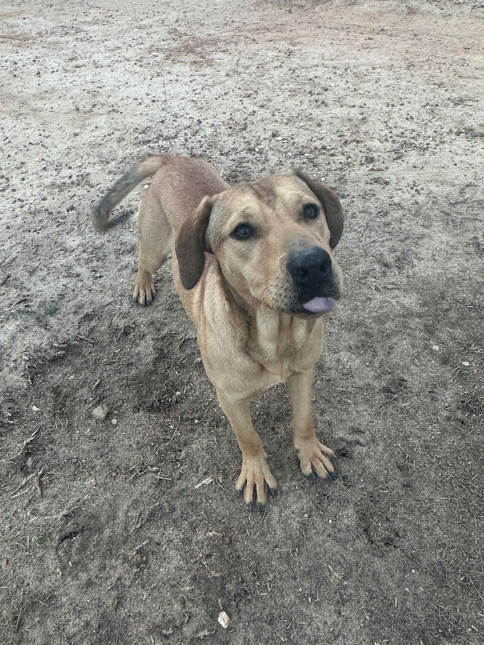 Enlarge Rocky, a Adoptable Hound in Eastman, GA image 3/3
