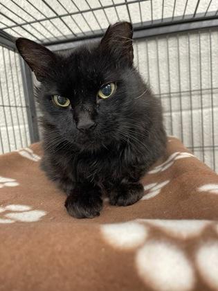 Inky, Adoptable, Senior Male Domestic Long Hair & Domestic Short Hair.